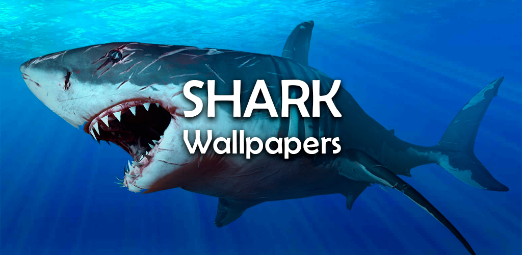 صورة Shark HD Wallpaper