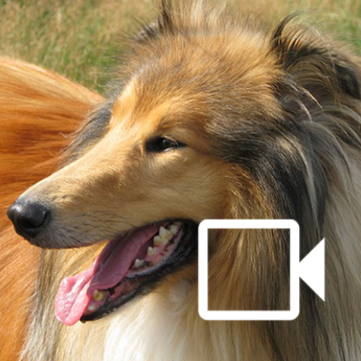 Dog Video Creator (Dog Sounds)