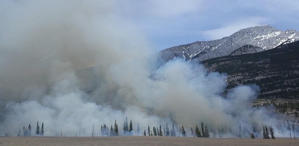 صورة متتبع حرائق الغابات: Fireguard
