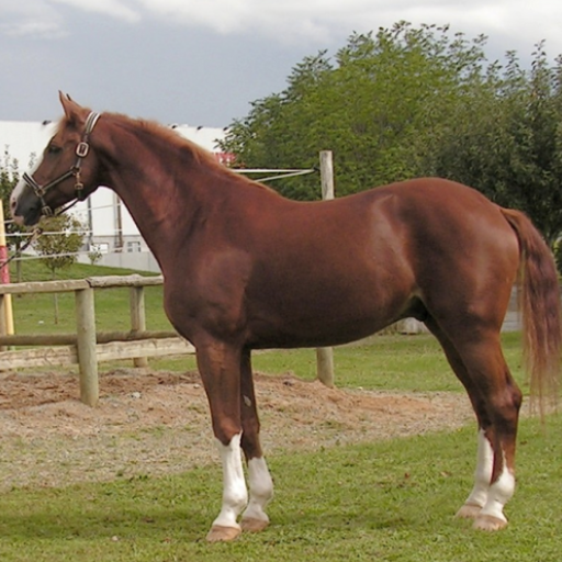 أصوات الخيل